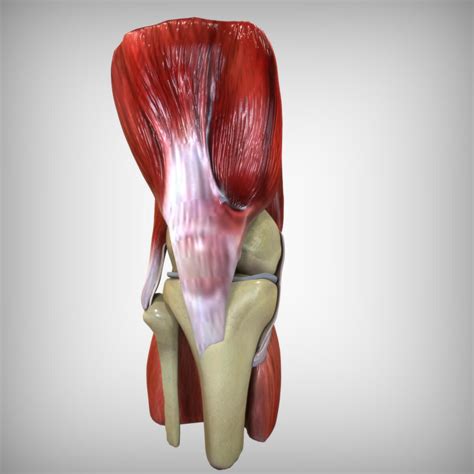 3D Knee Anatomy