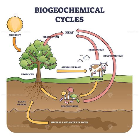4 Biogeochemical Cycles