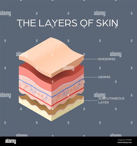7 Layers Of Skin