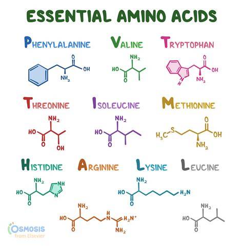 Acronym For Essential Amino Acids