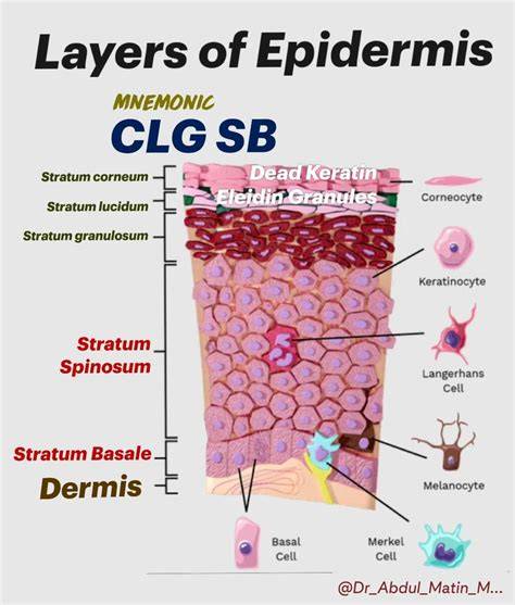 Acronym For Layers Of Epidermis