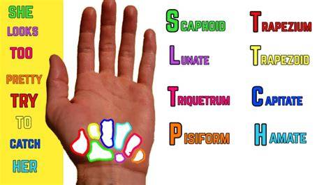 Acronym For Wrist Bones