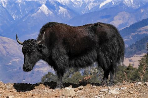 Adaptation Of Yak Class 4