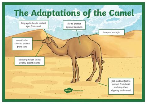 Adaptations Of A Camel