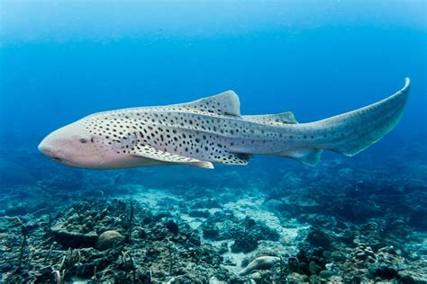 Adaptations Of A Zebra Shark