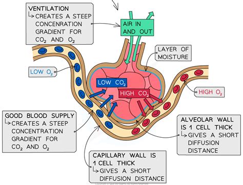 Adaptations Of Alveoli For Gas Exchange