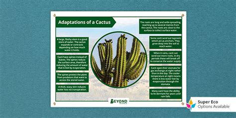 Adaptations Of Cactus