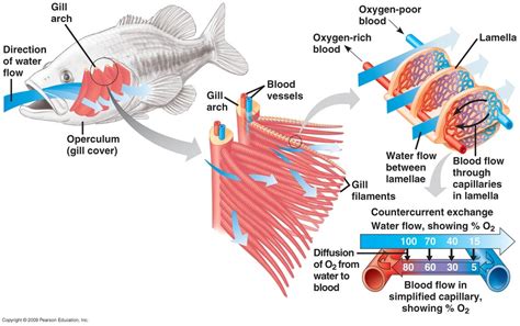 Adaptations Of Fish For Gas Exchange