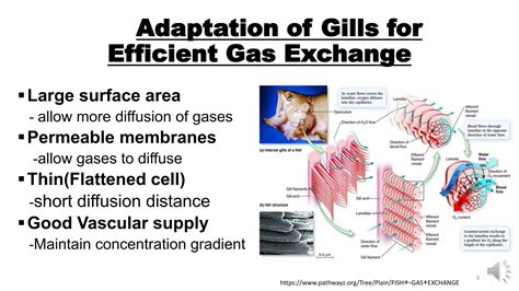 Adaptations Of Gills For Gaseous Exchange