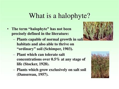 Adaptations Of Halophytes To Their Habitat