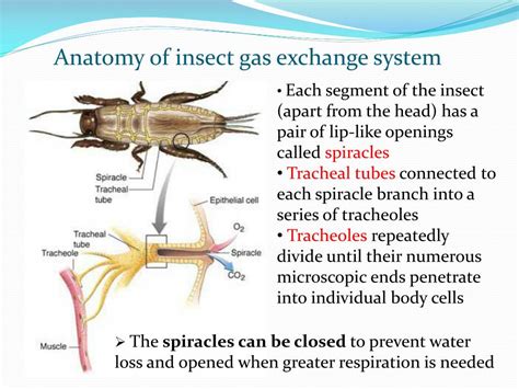 Adaptations Of Insects For Gas Exchange