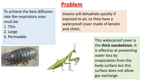 Adaptations Of Insects To Reduce Water Loss