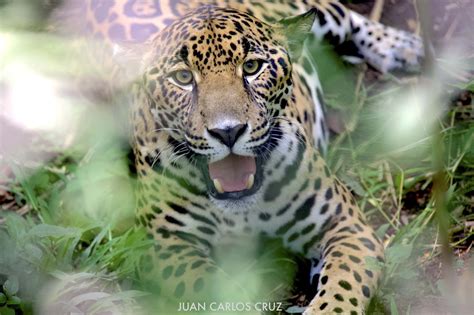 Adaptations Of Jaguars In The Tropical Rainforest