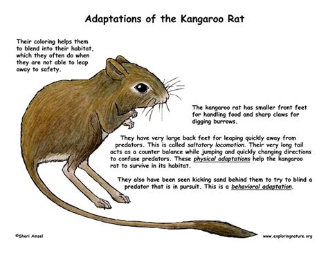 Adaptations Of Kangaroo Rat