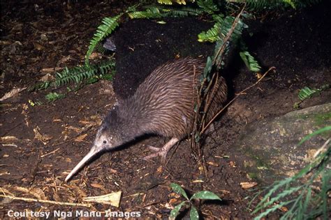 Adaptations Of Kiwi