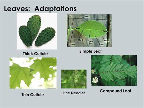 Adaptations Of Leaves