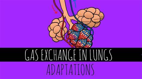 Adaptations Of Lungs For Gas Exchange