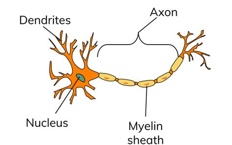 Adaptations Of Nerve Cells Gcse Biology Aqa