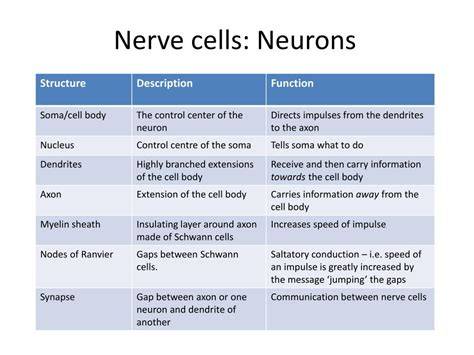 Adaptations Of Nerve Cells Gcse