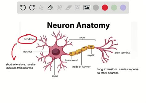 Adaptations Of Neurons