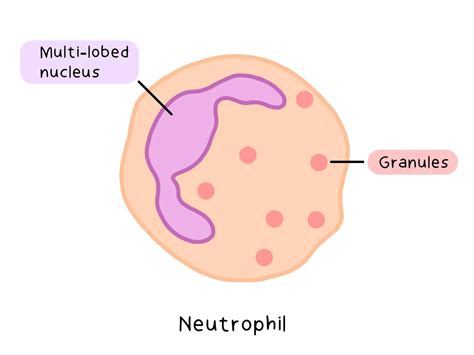 Adaptations Of Neutrophils