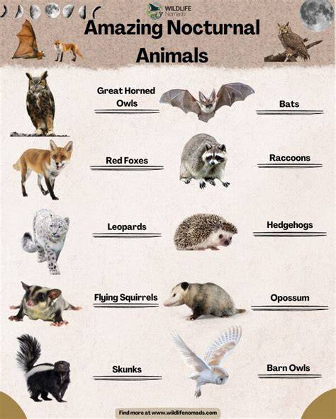 Adaptations Of Nocturnal Animals