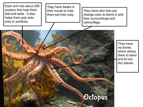 Adaptations Of Octopus