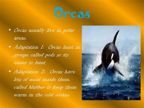 Adaptations Of Orcas