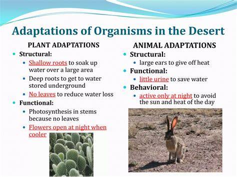 Adaptations Of Organisms