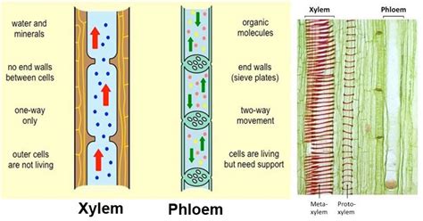 Adaptations Of Phloem To Its Functions