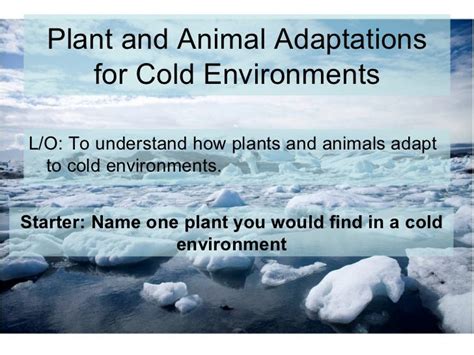 Adaptations Of Plants In Cold Environments