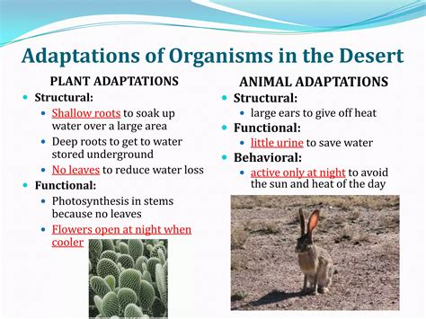Adaptations Of Plants In The Environment