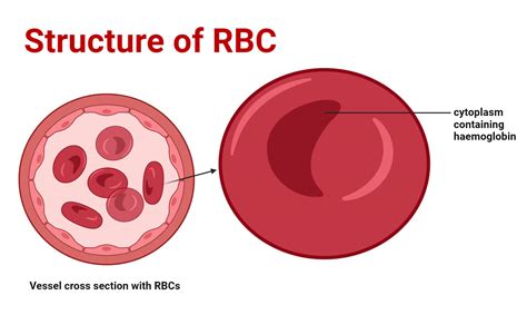 Adaptations Of Rbc