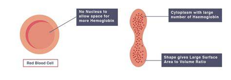 Adaptations Of Red Blood Cells