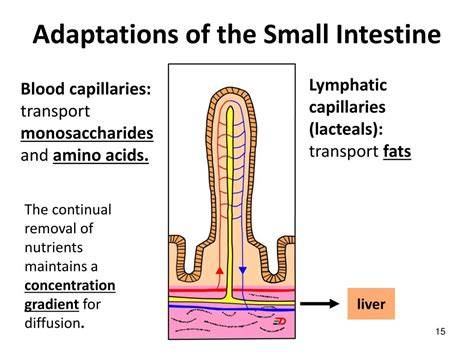 Adaptations Of Small Intestine For Absorption