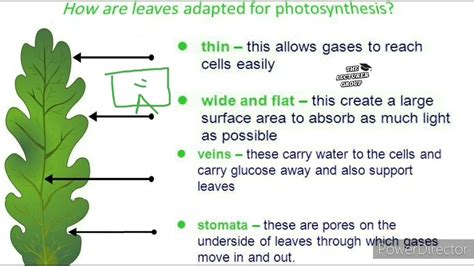 Adaptations Of The Leaf To Photosynthesis