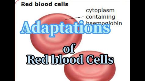 Adaptations Of The Red Blood Cell