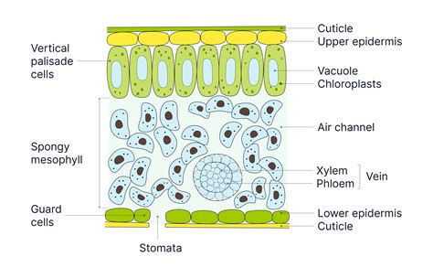 Adaptations Of Upper Epidermis
