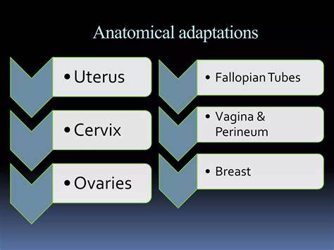 Adaptations Of Uterus