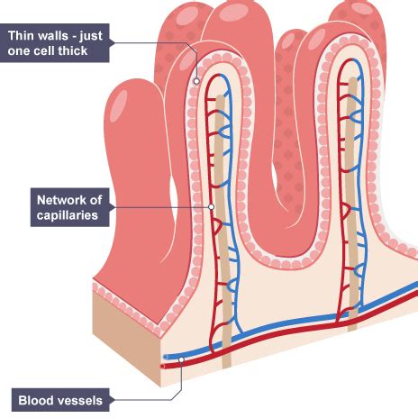 Adaptations Of Villi