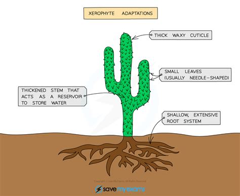 Adaptations Of Xerophytes To Their Habitat