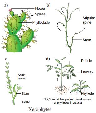 Adaptations Of Xerophytes
