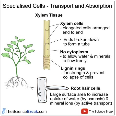 Adaptations Of Xylem Tissue To Its Function