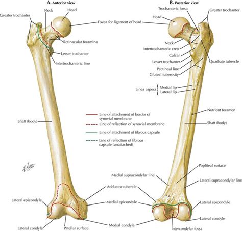 Adductor Tubercle Of Femur