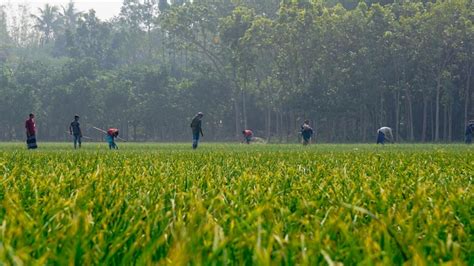 Agriculture In Bangladesh