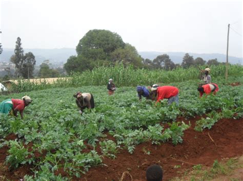 Agriculture In Cameroon