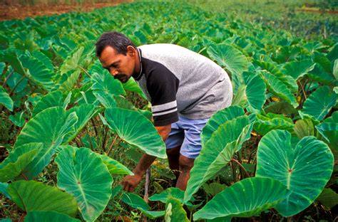 Agriculture In Fiji