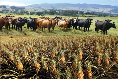 Agriculture In Hawaii