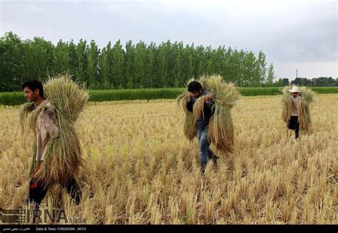 Agriculture In Iran