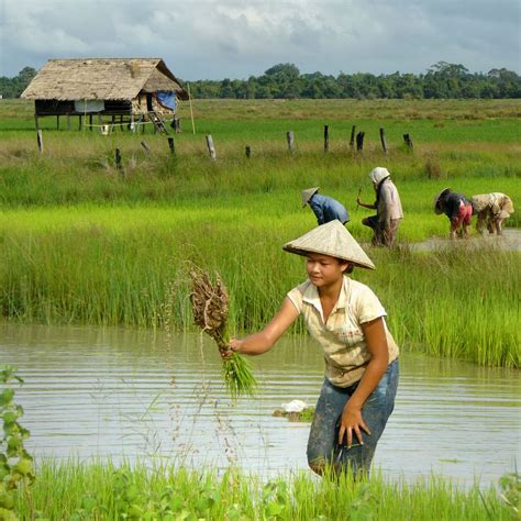 Agriculture In Laos